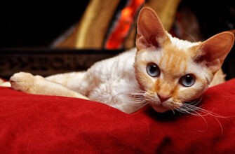 10 пород кошек, которые считаются самыми ласковыми