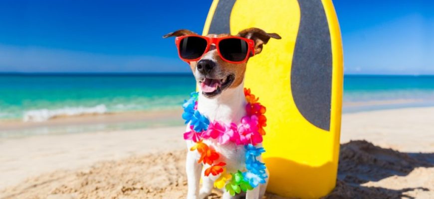 Как носить собаку в отпуске