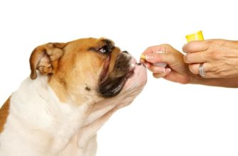 Как дать лекарство собаке?