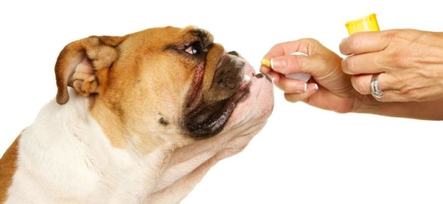 Как дать лекарство собаке?