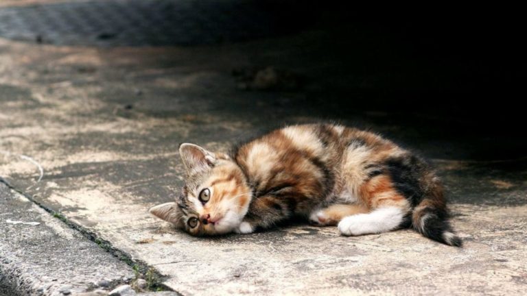 Советы по подбору бездомной кошки на улице