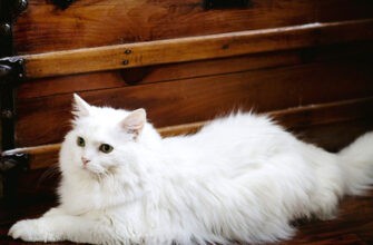 Белая кошка чаще глухая, чем другие?