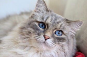 Беременность у кошек: объяснения и процедура