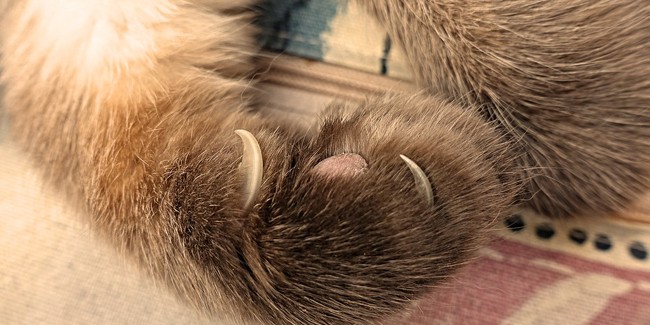 Болезнь кошачьих царапин или бартонеллез: симптомы и лечение