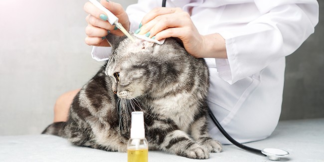 Чесотка у кошек: симптомы, лечение и профилактика