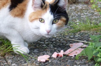 Что ест кошка в дикой природе?