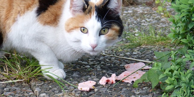 Что ест кошка в дикой природе?