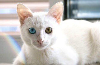 Что такое кошка-альбинос?  Будут ли у него проблемы со здоровьем?