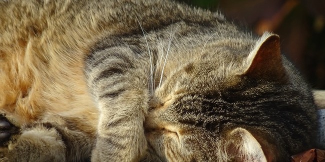 Фибросаркома кошки: причины, симптомы и лечение