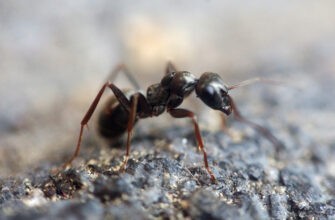 Искусственные муравейники с охотничьими угодьями для наблюдения за интригующей жизнью муравьев