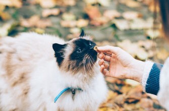 Как дать кошке лекарство, чтобы он его не выплюнул?