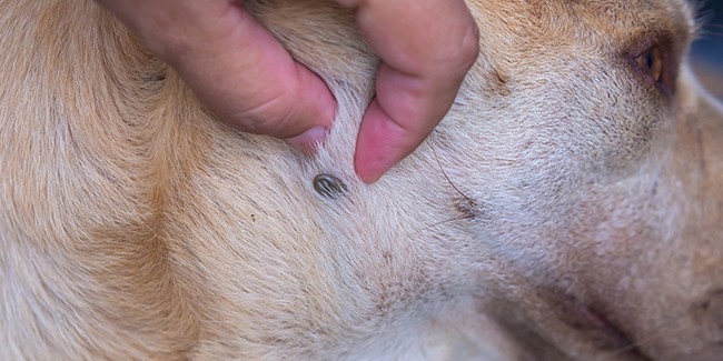 Как лечить собачьих клещей?
