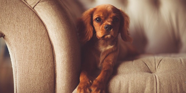 Как отучить собаку забираться на диван?