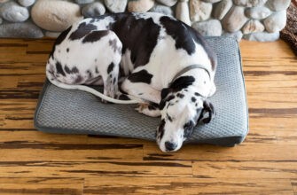 Как правильно выбрать подушку для крупной собаки?
