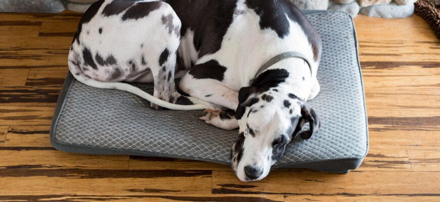 Как правильно выбрать подушку для крупной собаки?