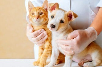 Как работает страхование здоровья собаки/кошки?