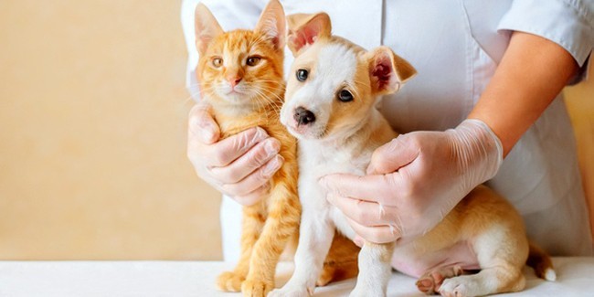 Как работает страхование здоровья собаки/кошки?