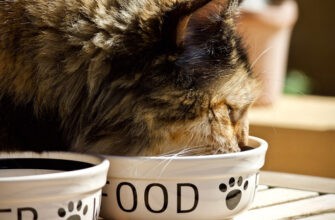 Как сделать домашние рецепты для вашей кошки?