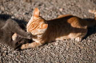 Как урегулировать конфликты между кошками?