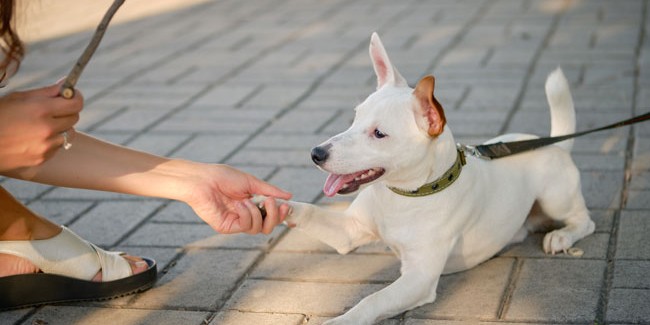 Как воспитывать глухую собаку?