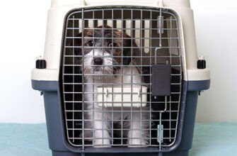 Как выбрать транспортную клетку для собаки?