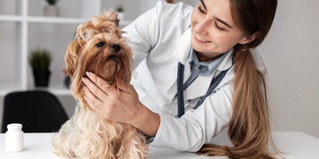 Как выбрать ветеринара для собаки или кошки?