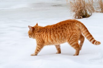 Как защитить кошку от холода?