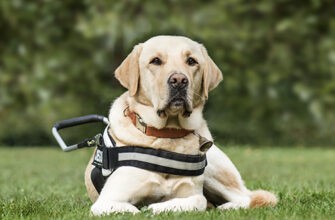 Как застраховать собаку-поводыря для слепых?