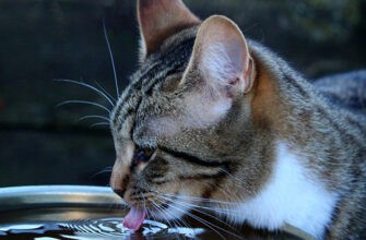 Какая потребность в воде у кошек?  Наши советы