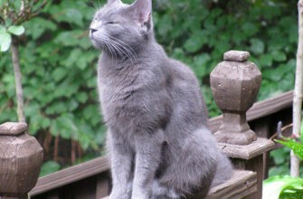 Какие породы кошек гипоаллергенны?