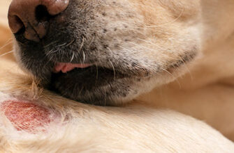 Каковы основные кожные заболевания у собак?