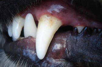 Каковы основные проблемы с зубами у собак?