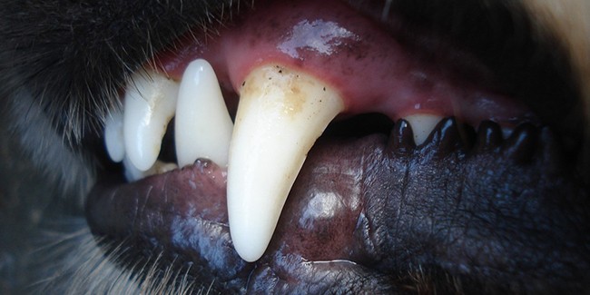 Каковы основные проблемы с зубами у собак?