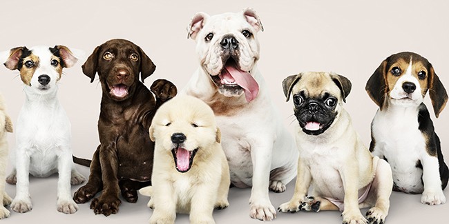 Какую породу выбрать для первой собаки?