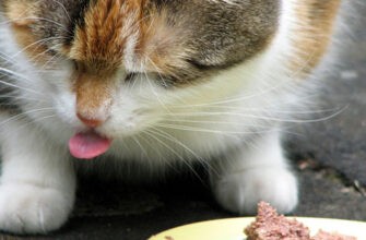 Когда и как кормить кошку?