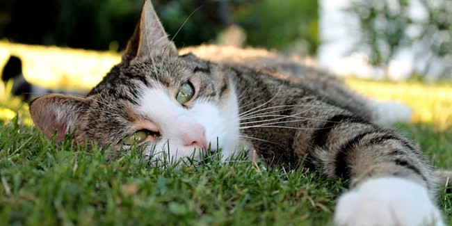 Лейкоз кошек: симптомы, лечение и профилактика