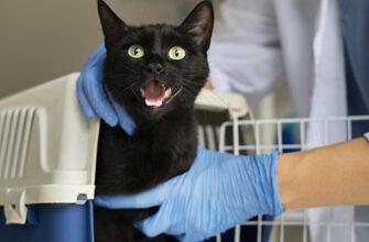 Моя кошка боится ветеринара!  Что делать ?