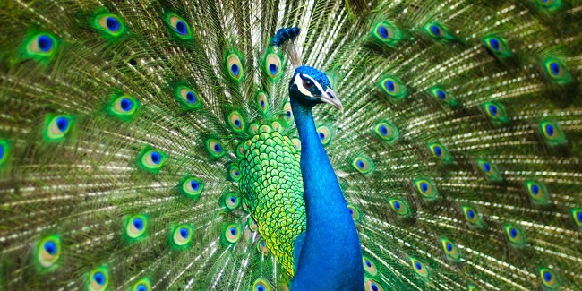 Павлин, величественное животное с синими перьями, советы по разведению