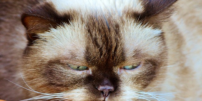 Почему фотографии кошек стали хитом в Интернете?  Кошки, звезды интернета?