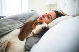 Полезно ли спать с домашним животным?
