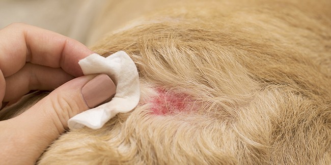 Поверхностная пиодермия у собак: симптомы, лечение и профилактика