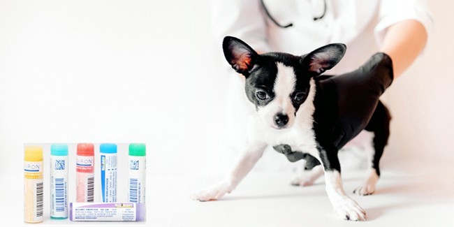 Природные лекарства для лечения вашей собаки: о чем мы говорим?