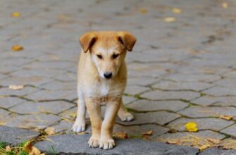 Приютить брошенную собаку: наши образовательные советы