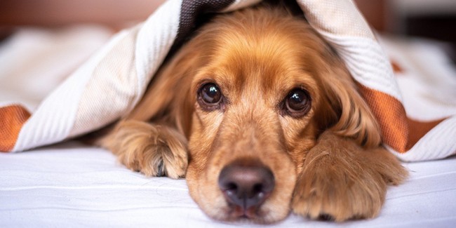 Простуда у собак: причины, симптомы и лечение