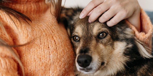 Распознайте болезнь вашей собаки по ее основным симптомам
