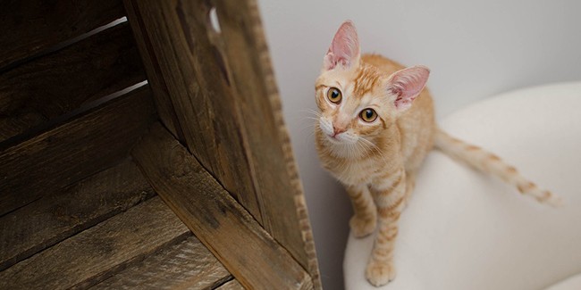 Рацион стерилизованной кошки: нужно ли его адаптировать?