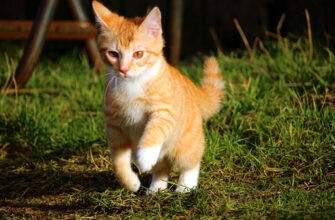 Шерсть, шерсть и окрасы у кошек: полный файл!