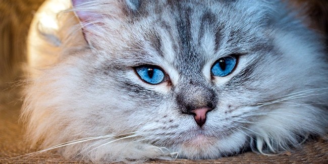 Сибирская кошка с тихой силой: характер, происхождение, советы по разведению.