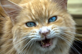Синдром тигра у кошек: объяснение, причины и лечение