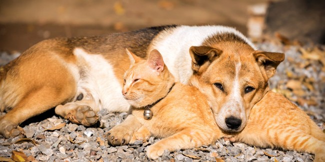Список страховых компаний, специализирующихся на страховании собак и кошек